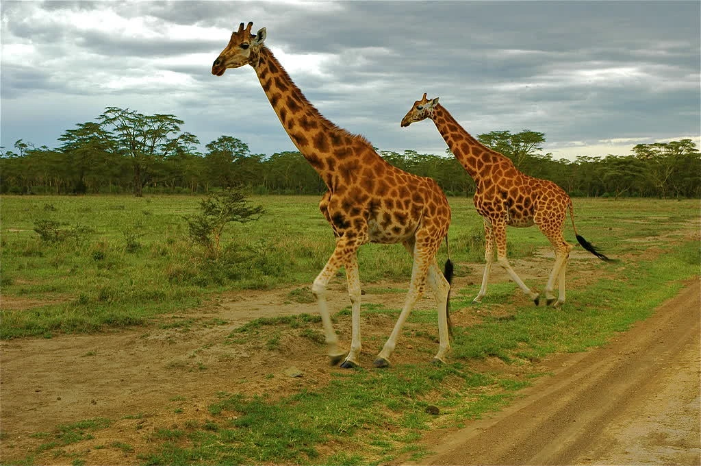 Safari Express